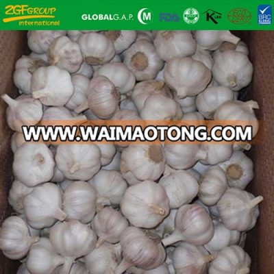2017 Harvest Natural Fresh Red Garlic With Good Price