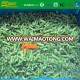 IQF frozen green vegetables and frozen asparagus